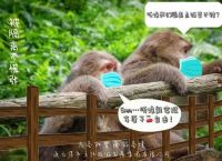 关于花果山电报猴无消音原视频的信息