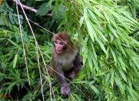 花果山电报猴视频-花果山电报猴未消音