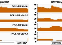 truseq、TruSeq Stranded mRNA