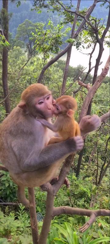 电报猴子骂人原视频-电报猴子骂人原视频无消音