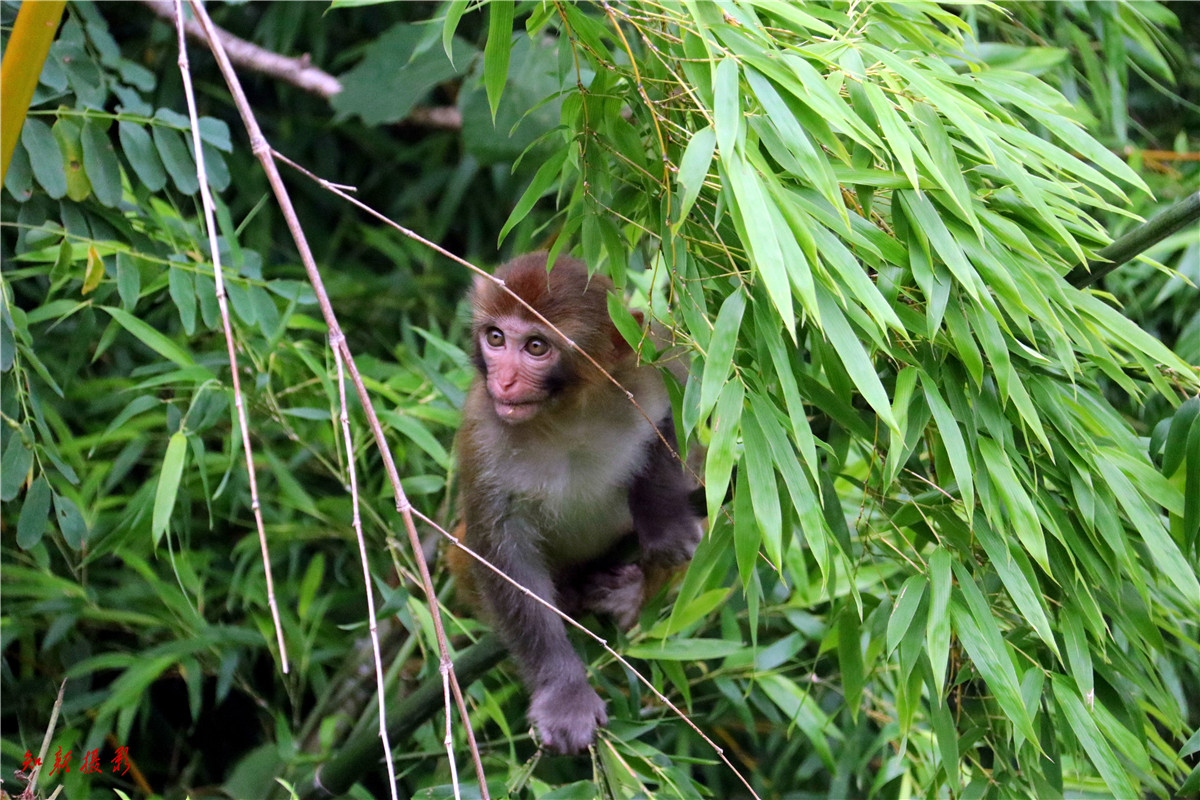 花果山电报猴视频-花果山电报猴未消音