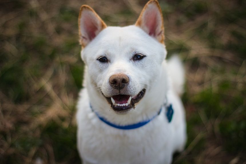 shibainu、失败null什么意思